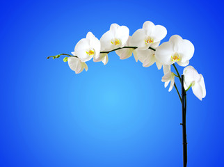 Wall Mural -  orchids