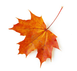 maple leaf