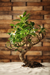 Wall Mural - bonsai tree