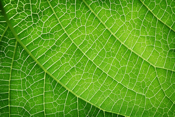 Wall Mural - closeup of a green leaf