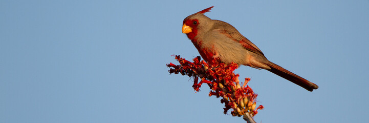 pyrrhuloxia male on a flowering ocotillo in the sonoran desert