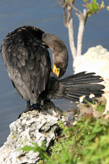 Double-crested Cormorant preens on a rock on the Florida coast