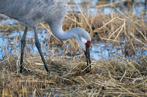 It Was Twilight And Sandhill Cranes >> Sandhill Crane Feeds At Twilight In Bosque Del Apache National It Was Twilight And Sandhill Cranes >> Sandhill Crane Feeds At Twilight In Bosque Del Apache National