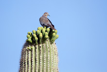 White-winged Dove On A Giant Saguaro Covered With Buds