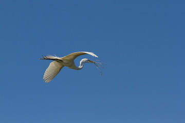 Sticker - Great Egret male flies to his nest carrying nesting material