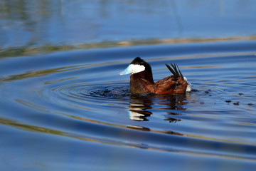 Sticker - Ruddy Duck male in breeding plumage