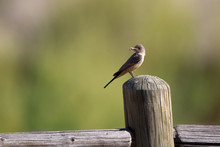 Say's Phoebe Holds A Bug On A Fencepost In New Mexico