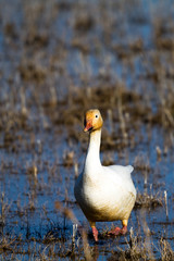 Sticker - Snow Goose in Bosque del Apache National Wildlife Refuge in New Mexico