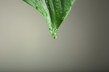 Wall Mural - Green leaf with droplets