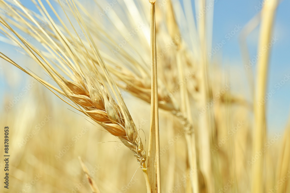 Ears of wheat on blue sky background