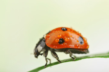 Poster - Ladybug on leaf, closeup