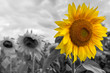 Standing out from the crowd - bright sunflower on a grayscale sunflowers field backgrounds.
