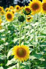 Canvas Print - Sunflower field