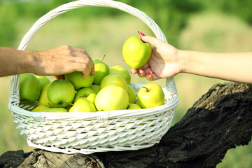 Sticker - Female hand taking green apple from wicker basket, outdoors