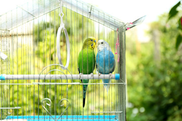 Wall Mural - Cute colorful budgies in cage, outdoors