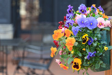 Various Flowers In Hanging Baskets On A Wall