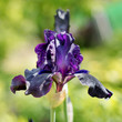 blooming iris in the garden