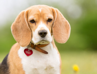 Wall Mural - Beagle dog outdoors in nature