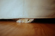 Sneaky cat