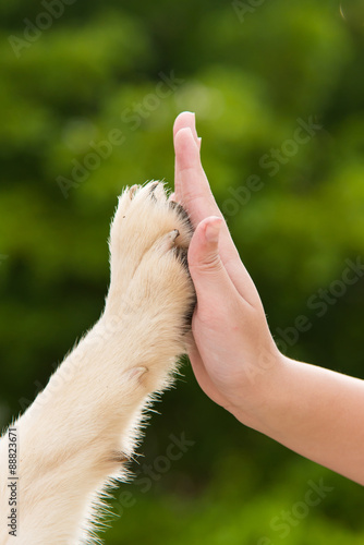 Give me five -Puppy pressing his paw against a Girl hand - Buy this stock  photo and explore similar images at Adobe Stock | Adobe Stock