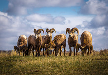 Wild Mountain / Big Horn Sheep In Alberta Canada