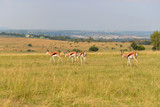 Fototapeta Sawanna -  Impala (antelope), national park South Africa.
