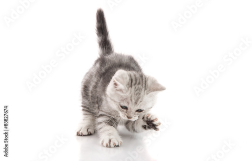 Cute American Shorthair Kitten Catching On White Background Buy