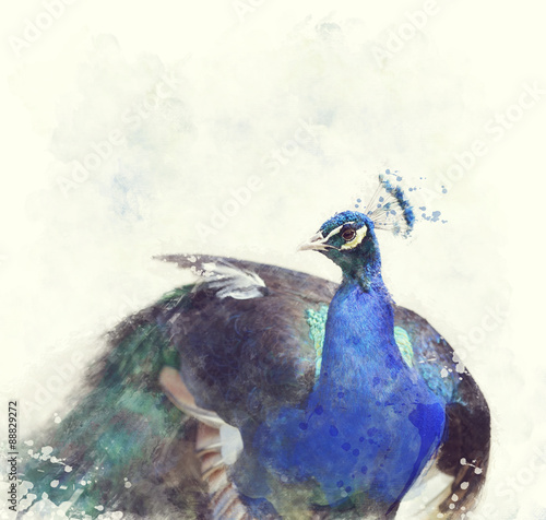 Fototapeta na wymiar Indian Peafowl Watercolor