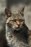 Fototapeta Zwierzęta - European wildcat (Felis silvestris silvestris).