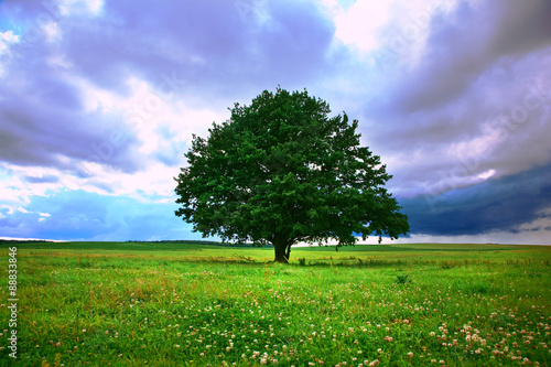pojedyncze-drzewo-w-polu-pod-magicznym-pochmurnym-niebem