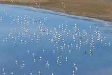 Sea Gulls At The Salton Sea