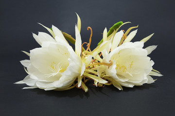 Epiphyllum Oxypetalum