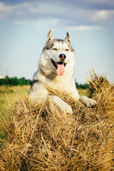 Wall Mural - Portrait of a fun gray dog with blue eyes. The Siberian husky is lying on a haystack.