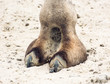 Camel's hoof detail