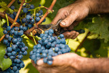 Fototapeta  - grape harvest close up