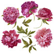 Set of watercolor dark pink peonies, separate flower leaf sprigs