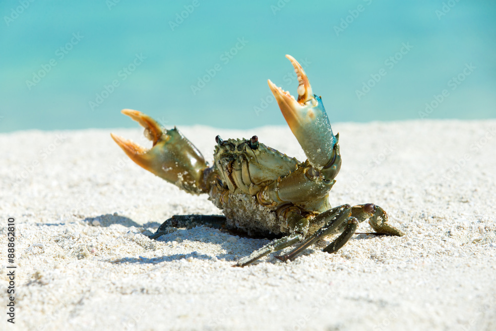 crab on beach - obrazy, fototapety, plakaty 