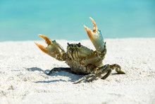 Crab On Beach
