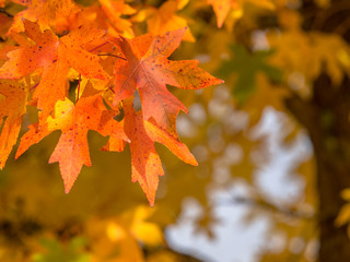 Wall Mural - Orange colored maple leaves