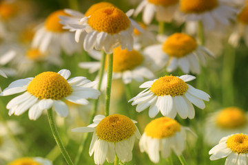 Wall Mural - chamomile field