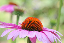 Close Up Pink Coneflower With Blurred Floral In Background