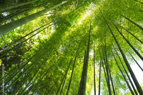 Plakat las bambusowy
