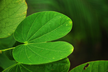 Shape of green leaf, Purple Bauhinia leaf