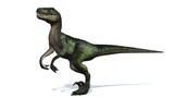 Fototapeta  - velociraptor dinosaurs - isolated on white background