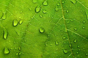 leaf with waterdrops