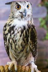 Buffy Fish Owl Couple portrait