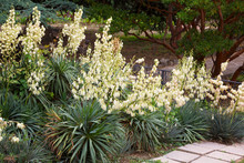 Bushes Of The Blossoming Yucca In A Botanical Garden