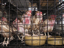 Caged Chickens