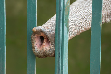 Poster - elephant trunk through the zoo fence