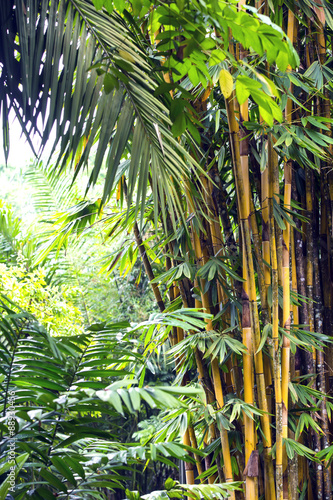 Naklejka na drzwi bamboo grove in the jungles of the Philippines